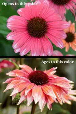 Playful Meadow Mama Coneflower (Echinacea) - 6 Pack Of 1 Gallon Pots -Deals Sapling Whisper Store echinacea playful meadow mama coneflower 5