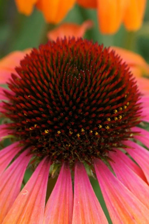 Rainbow Marcella Coneflower - 1 Gallon Pot 8 Rainbow Marcella Coneflower - 1 Gallon Pot - Image 6