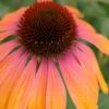 Rainbow Marcella Coneflower - 1 Gallon Pot -Deals Sapling Whisper Store echinacea purpurea rainbow marcella coneflower 3