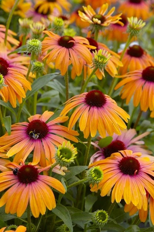 Rainbow Marcella Coneflower - 1 Gallon Pot 6 Rainbow Marcella Coneflower - 1 Gallon Pot - Image 4