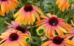 Rainbow Marcella Coneflower - 1 Gallon Pot 16 Rainbow Marcella Coneflower - 1 Gallon Pot -Deals Sapling Whisper Store echinacea rainbow marcella coneflower 6