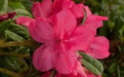 Autumn Jewel Encore Azalea - 1 Gallon Pot 9 Autumn Jewel Encore Azalea - 1 Gallon Pot -Deals Sapling Whisper Store encore azalea autumn jewel