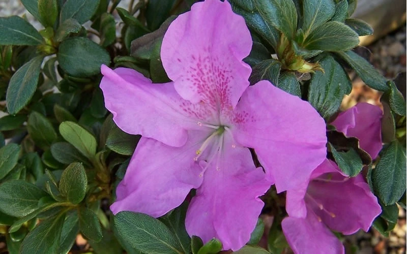 Autumn Lilac Encore Azalea - 1 Gallon Pot 7 Autumn Lilac Encore Azalea - 1 Gallon Pot - Image 5