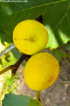 LSU Gold Fig Tree - 5 Gallon Pot -Deals Sapling Whisper Store ficus carica lsu gold fig tree 1