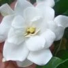 Fall In Love Cold Hardy Gardenia - 1 Gallon Pot 1 Fall In Love Cold Hardy Gardenia - 1 Gallon Pot -Deals Sapling Whisper Store gardenia Fall In Love WB 500x750 1