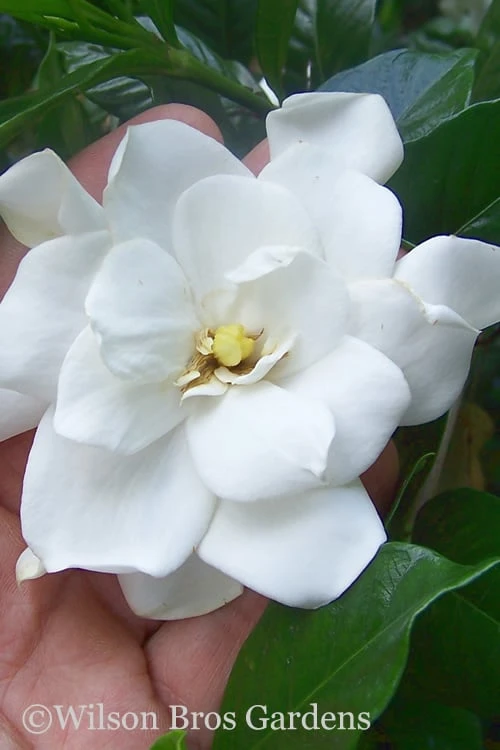 Fall In Love Cold Hardy Gardenia - 1 Gallon Pot 3 Fall In Love Cold Hardy Gardenia - 1 Gallon Pot