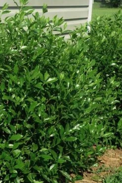 August Beauty Gardenia - 2.5 Quart Pot 11 August Beauty Gardenia - 2.5 Quart Pot -Deals Sapling Whisper Store gardenia august beauty 5 3