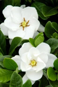 Buttons Gardenia - 1 Gallon Pot -Deals Sapling Whisper Store gardenia buttons 1 2