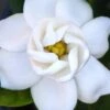 Buttons Gardenia - 3 Gallon Pot 2 Buttons Gardenia - 3 Gallon Pot -Deals Sapling Whisper Store gardenia buttons 2
