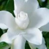 Celestial Star Gardenia - 1 Gallon Pot 2 Celestial Star Gardenia - 1 Gallon Pot -Deals Sapling Whisper Store gardenia celestial star 1