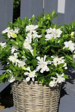 Celestial Star Gardenia - 1 Gallon Pot -Deals Sapling Whisper Store gardenia celestial star 3