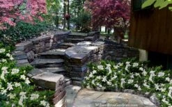 Celestial Star Gardenia - 1 Gallon Pot -Deals Sapling Whisper Store gardenia celestial star 5