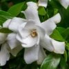 Fool Proof Gardenia - 3 Gallon Pot -Deals Sapling Whisper Store gardenia fool proof 1 1