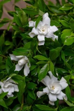 Fool Proof Gardenia - 2 Gallon Pot 9 Fool Proof Gardenia - 2 Gallon Pot -Deals Sapling Whisper Store gardenia fool proof 4