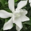 Frost Proof Gardenia - 3 Gallon Pot 2 Frost Proof Gardenia - 3 Gallon Pot -Deals Sapling Whisper Store gardenia frost proof 15