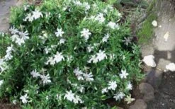 Frost Proof Gardenia - 6 Pack Of 1 Gallon Pots 11 Frost Proof Gardenia - 6 Pack Of 1 Gallon Pots -Deals Sapling Whisper Store gardenia frost proof 50 1