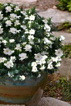 Buttons Gardenia - 1 Gallon Pot -Deals Sapling Whisper Store gardenia jasminoides buttons 10 2