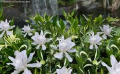 Crescent Moon Dwarf Gardenia - 6 Pack Of 1 Gallon Pots 11 Crescent Moon Dwarf Gardenia - 6 Pack Of 1 Gallon Pots -Deals Sapling Whisper Store gardenia jasminoides crescent moon dwarf creeping 2 1