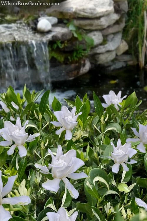 Crescent Moon Dwarf Gardenia - 1 Gallon Pot 3 Crescent Moon Dwarf Gardenia - 1 Gallon Pot