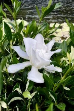 Crescent Moon Dwarf Gardenia - 1 Gallon Pot 10 Crescent Moon Dwarf Gardenia - 1 Gallon Pot -Deals Sapling Whisper Store gardenia jasminoides crescent moon dwarf creeping 6