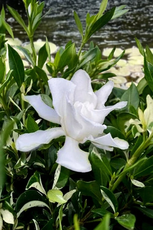 Crescent Moon Dwarf Gardenia - 1 Gallon Pot 6 Crescent Moon Dwarf Gardenia - 1 Gallon Pot - Image 4