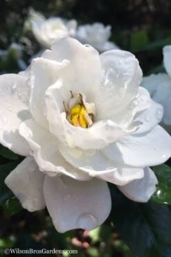 Crown Jewel Gardenia - 6-Pack Of 1 Gallon Pots -Deals Sapling Whisper Store gardenia jasminoides crown jewel 11