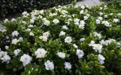 Crown Jewel Gardenia - 6-Pack Of 1 Gallon Pots -Deals Sapling Whisper Store gardenia jasminoides crown jewel 12