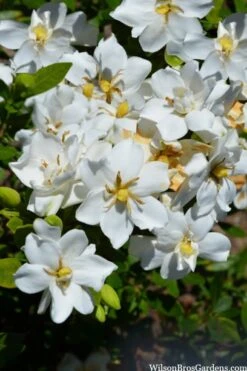 Snow Flurry Hardy Gardenia - 1 Gallon Pot 10 Snow Flurry Hardy Gardenia - 1 Gallon Pot -Deals Sapling Whisper Store gardenia jasminoides snow flurry 2