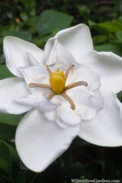 Deals Sapling Whisper Store 31 Snow Flurry Hardy Gardenia - 3 Gallon Pot