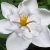 Snow Flurry Hardy Gardenia - 1 Gallon Pot -Deals Sapling Whisper Store gardenia jasminoides snow flurry 5