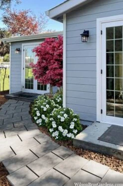 Snow Globe Gardenia - 1 Gallon Pot -Deals Sapling Whisper Store gardenia jasminoides snow globe 3 1