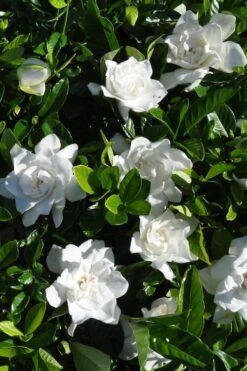 Snow Puff Hardy Gardenia - 3 Gallon Pot 9 Snow Puff Hardy Gardenia - 3 Gallon Pot -Deals Sapling Whisper Store gardenia jasminoides snow puff 2 1