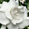 Snow Puff Hardy Gardenia - 1 Gallon Pot 1 Snow Puff Hardy Gardenia - 1 Gallon Pot -Deals Sapling Whisper Store gardenia jasminoides snow puff 4 2