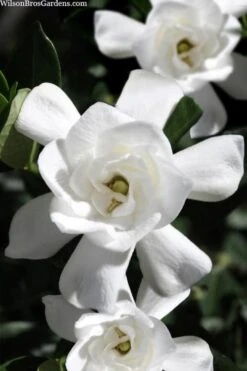 Steady As She Goes Hardy Gardenia - 3 Gallon Pot 9 Steady As She Goes Hardy Gardenia - 3 Gallon Pot -Deals Sapling Whisper Store gardenia jasminoides steady as she goes 1