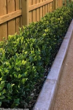 Summer Snow Gardenia - 3 Gallon Pot 13 Summer Snow Gardenia - 3 Gallon Pot -Deals Sapling Whisper Store gardenia jasminoides summer snow 11