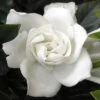Summer Snow Gardenia - 3 Gallon Pot 1 Summer Snow Gardenia - 3 Gallon Pot -Deals Sapling Whisper Store gardenia jasminoides summer snow 12
