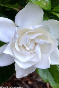 Summer Snow Gardenia - 3 Gallon Pot 17 Summer Snow Gardenia - 3 Gallon Pot -Deals Sapling Whisper Store gardenia jasminoides summer snow 3