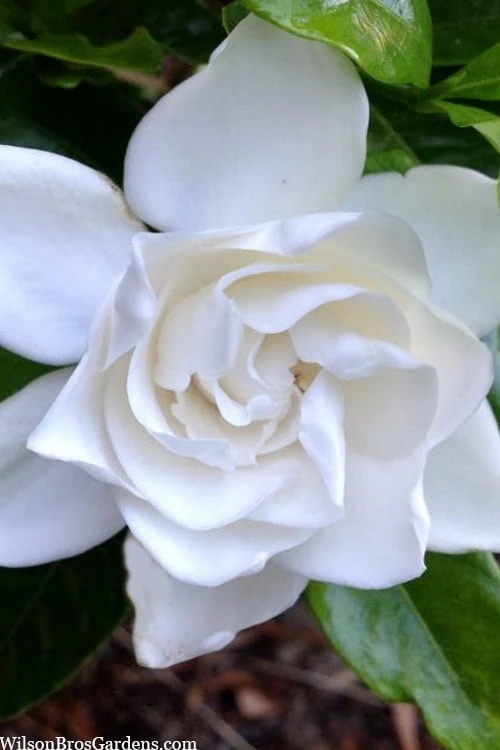 Summer Snow Gardenia - 3 Gallon Pot 10 Summer Snow Gardenia - 3 Gallon Pot - Image 8
