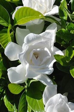 Summer Snow Gardenia - 3 Gallon Pot 14 Summer Snow Gardenia - 3 Gallon Pot -Deals Sapling Whisper Store gardenia jasminoides summer snow 4