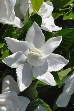 Summer Snow Gardenia - 3 Gallon Pot 16 Summer Snow Gardenia - 3 Gallon Pot -Deals Sapling Whisper Store gardenia jasminoides summer snow 5