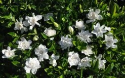 Summer Snow Gardenia - 3 Gallon Pot 15 Summer Snow Gardenia - 3 Gallon Pot -Deals Sapling Whisper Store gardenia jasminoides summer snow 9
