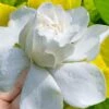 Gold Doubloon Gardenia - 1 Gallon Pot -Deals Sapling Whisper Store gardenia ogon no hana gold doubloon 10 1