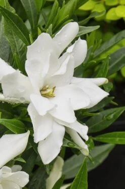 Radicans Creeping Dwarf Gardenia - 1 Gallon Pot -Deals Sapling Whisper Store gardenia radicans 22 1
