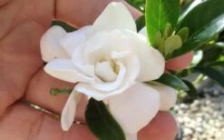 Jubilation Gardenia - 6 Pack Of 1 Gallon Pots 10 Jubilation Gardenia - 6 Pack Of 1 Gallon Pots -Deals Sapling Whisper Store gardeniajubilation 1