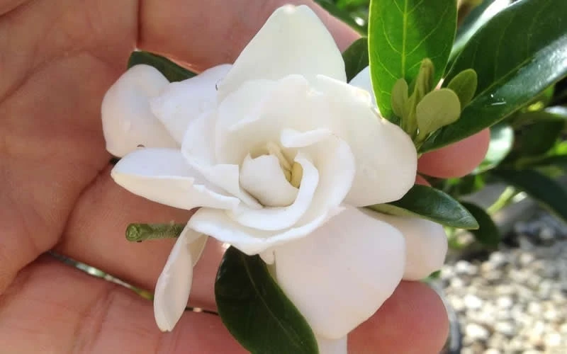 Jubilation Gardenia - 1 Gallon Pot 6 Jubilation Gardenia - 1 Gallon Pot - Image 4