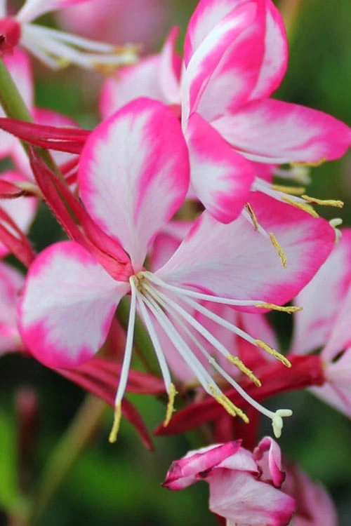Rosy Jane Gaura (Wandflower) - 5 Pack Of Quart Pots 3 Rosy Jane Gaura (Wandflower) - 5 Pack Of Quart Pots