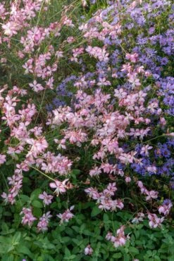 Rosy Jane Gaura (Wandflower) - 5 Pack Of Quart Pots 10 Rosy Jane Gaura (Wandflower) - 5 Pack Of Quart Pots -Deals Sapling Whisper Store gaura lindheimer rosy jane wandflower 8