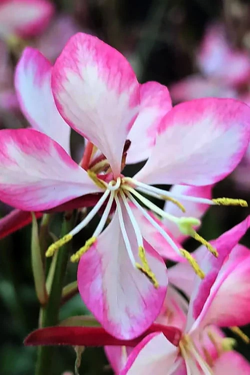 Rosy Jane Gaura (Wandflower) - 5 Pack Of Quart Pots 7 Rosy Jane Gaura (Wandflower) - 5 Pack Of Quart Pots - Image 5