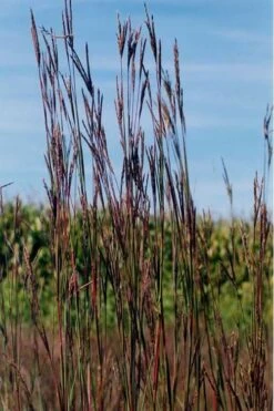 Big Bluestem Grass (Andropogon Gerardii) - 1 Gallon Pot -Deals Sapling Whisper Store grass big bluestem 500x750 2