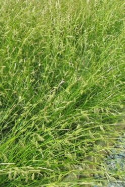 Cherokee Sedge (Carex Cherokeensis) - 8 Pack Of 1 Gallon Pots -Deals Sapling Whisper Store grass cherokee sedge 500x750 2